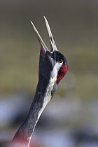 Common Crane (Grus grus) calling, Sweden