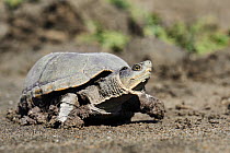 Eastern Mud Turtle (Kinosternon subrubrum) walking, Texas