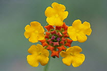 Texas Lantana (Lantana horrida) flower, Texas