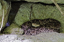 Fer-de-lance (Bothrops asper) resting in limestone cave, Panama