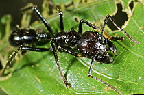 Bullet Ant (Paraponera clavata), Colon, Panama