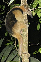 Northern Tamandua (Tamandua mexicana) climbing a tree, Colon, Panama