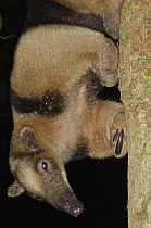 Northern Tamandua (Tamandua mexicana) in a tree at night, Colon, Panama