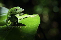 Green Anole (Norops biporcatus) female on a leaf, Colon, Panama
