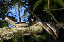 Keeled Racer (Chironius carinatus) in a coffee plantation, Colon, Panama