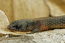 Northern Spectacled Lizard (Leposoma southi), Colon, Panama