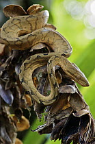 Ringed Tree Boa (Corallus annulatus), Colon, Panama