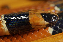 Black-banded Coral Snake (Micrurus nigrocinctus), Colon, Panama