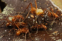 Army Ant (Eciton hamatum) soldier guarding workers, Colon, Panama
