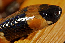 Black-banded Coral Snake (Micrurus nigrocinctus), Colon, Panama