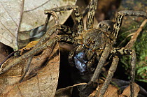 Wandering Spider (Phoneutria boliviensis) consuming a Fort Randolph Robber Frog (Pristimantis gaigei), Colon, Panama