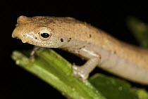Plethodontid Salamander (Bolitoglossa schizodactyla), Colon, Panama