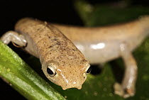 Plethodontid Salamander (Bolitoglossa schizodactyla), Colon, Panama