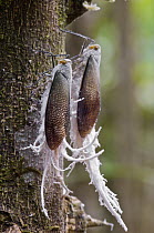 Fulgorid Planthopper (Pterodictya reticularis) pair feeding on sap, showing plumes of excreted white wax, Colon, Panama