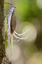 Fulgorid Planthopper (Pterodictya reticularis) feeding on sap, showing plumes of excreted white wax, Colon, Panama