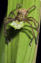Spider with katydid as prey, Colon, Panama
