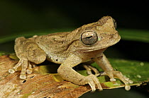 Veragua Cross-banded Treefrog (Smilisca sordida), Colon, Panama