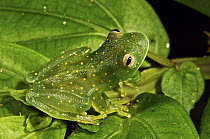 Slope-snouted Glass Frog (Cochranella euknemos), Colon, Panama