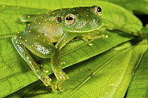 Slope-snouted Glass Frog (Cochranella euknemos), Colon, Panama