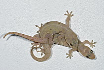 Moreau's Tropical House Gecko (Hemidactylus mabouia) pair mating on ceiling, Colon, Panama