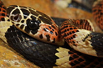 Colubrid Snake (Rhinobothryum bovallii), Colon, Panama