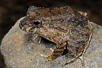 Toad-like Rain Frog (Strabomantis bufoniformis), Colon, Panama