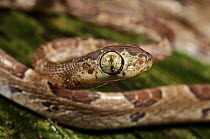 Blunt-headed Tree Snake (Imantodes cenchoa), Colon, Panama