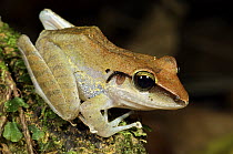 Almirante Robber Frog (Craugastor talamancae), Colon, Panama