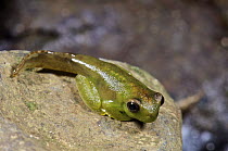 Palmer's Treefrog (Hyloscirtus palmeri), partially metamorphized individual, Colon, Panama