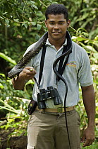 Tropical Rat Snake (Spilotes pullatus) around local guide's neck, Colon, Panama