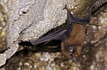 Chestnut Sac-winged Bat (Cormura brevirostris) roosting in limestone cave, Colon, Panama