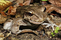Smokey Jungle Frog (Leptodactylus pentadactylus) with injured jaw, Colon, Panama