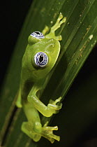 Leaf Frog (Cochranella spinosa), Colon, Panama
