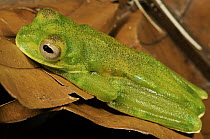 Palmer's Treefrog (Hyloscirtus palmeri), Colon, Panama