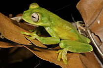 Palmer's Treefrog (Hyloscirtus palmeri), Colon, Panama