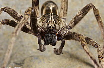 Bogota Fishing Spider (Ancylometes bogotensis), Colon, Panama
