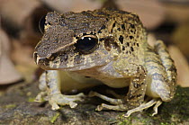 Fitzinger's Robber Frog (Craugastor fitzingeri), Colon, Panama