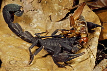Thick-tailed Scorpion (Tityus pachyurus) with cricket as prey, Colon, Panama