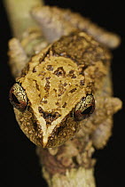 Golden-groined Rain Frog (Pristimantis cruentus), Colon, Panama