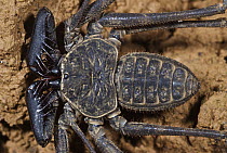 Tailless Whip Scorpion (Phrynus gervaisii) showing spiky pedipalps, Colon, Panama