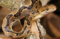 Cat-eyed Snake (Leptodeira annulata), Colon, Panama