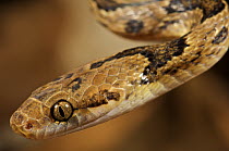 Cat-eyed Snake (Leptodeira annulata) portrait, Colon, Panama