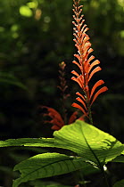 Desconocido (Razisea spicata) flowering in rainforest, Colon, Panama