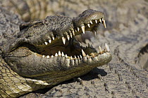 Nile Crocodile (Crocodylus niloticus) sunbathing on top of others, Antananarivo Crocodile Farm, Antananarivo, Madagascar
