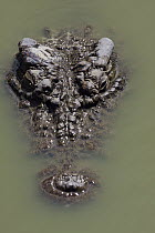 Nile Crocodile (Crocodylus niloticus) half submerged, Antananarivo Crocodile Farm, Antananarivo, Madagascar
