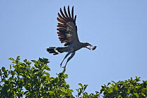 Madagascar Harrier-Hawk (Polyboroides radiatus) taking off from tree top, Tsiribihina River, Madagascar