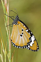 Plain Tiger (Danaus chrysippus) butterfly, Bekopaka, western Madagascar