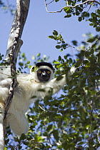 Verreaux's Sifaka (Propithecus verreauxi), Kirindy Forest, Madagascar