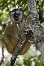 Red-fronted Brown Lemur (Eulemur fulvus rufus) with identification collar, Kirindy Forest, Madagascar