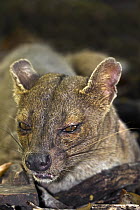 Fossa (Cryptoprocta ferox), Kirindy Forest, Madagascar